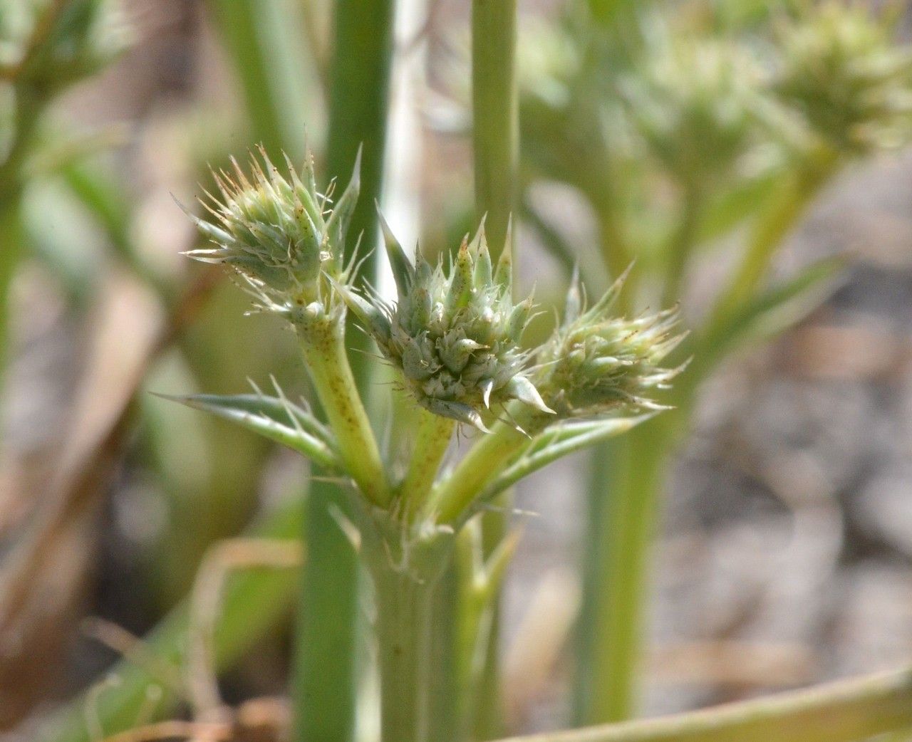 Eryngium aristulatum fruit