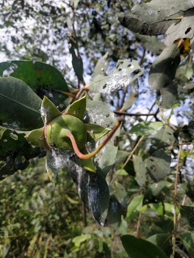 Sonneratia caseolaris flower