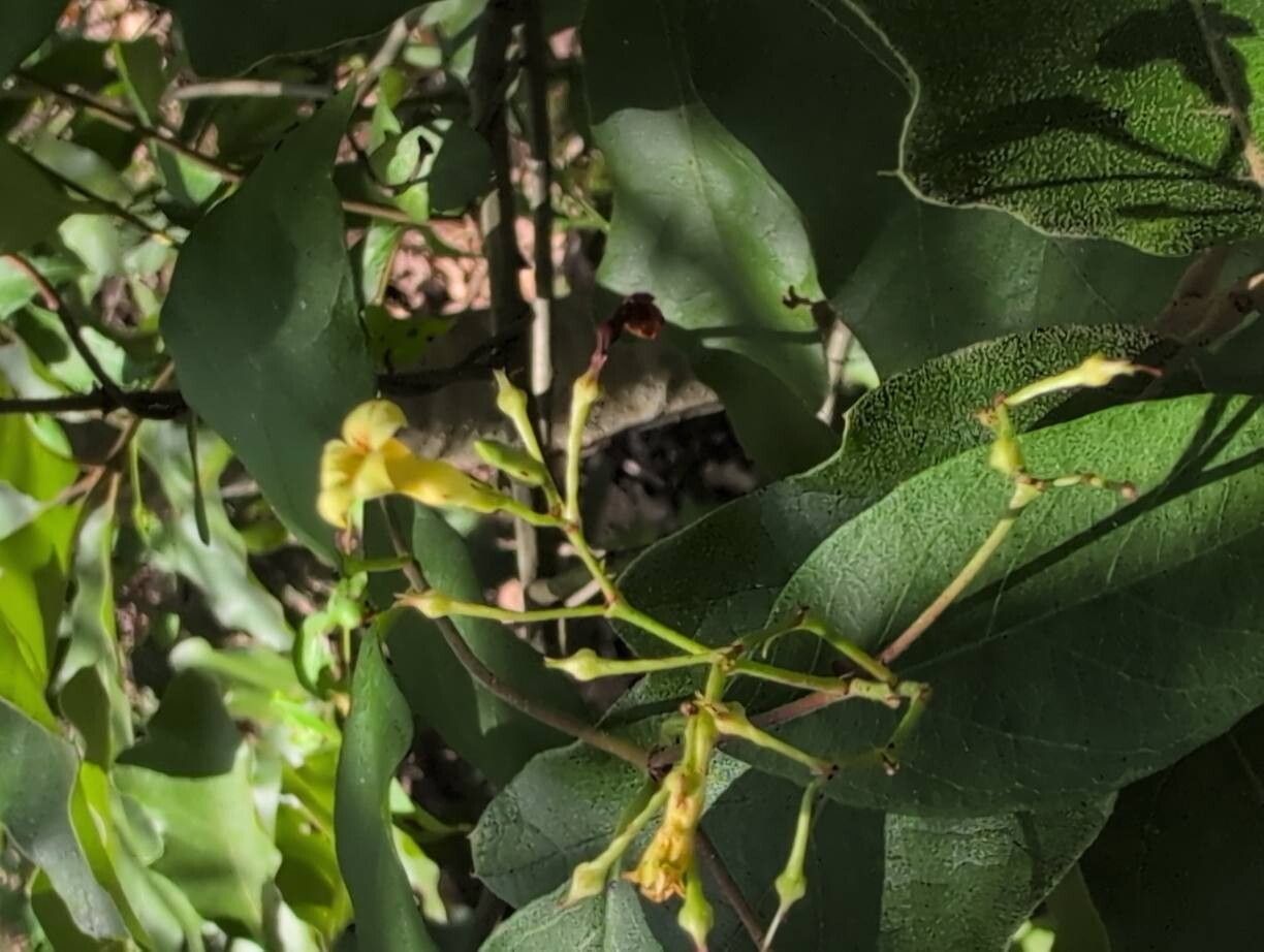 Thyrsanthella difformis flower