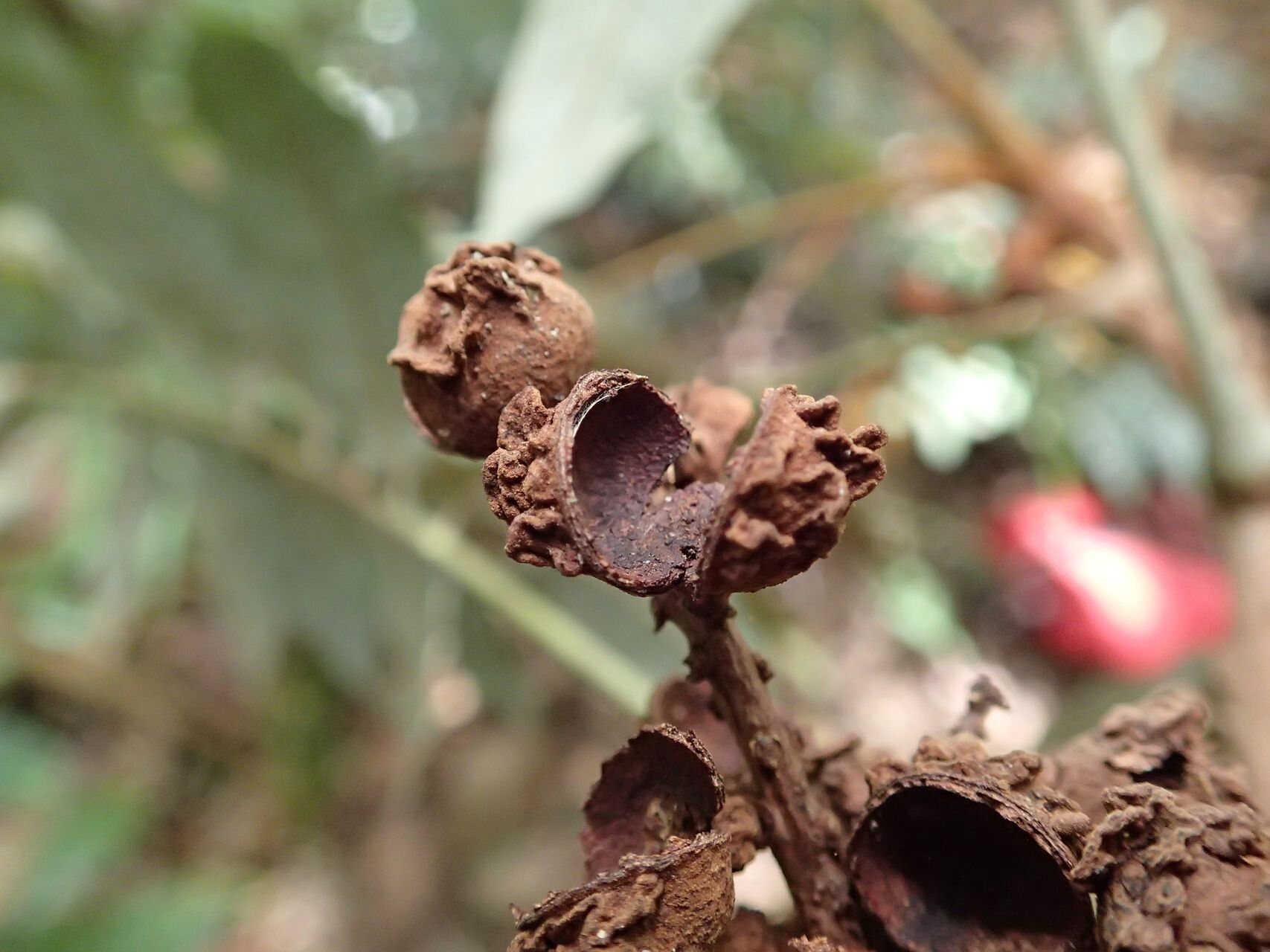Podonephelium gongrocarpum fruit