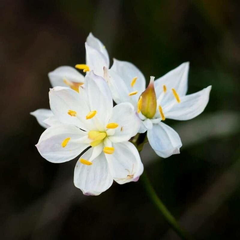Burchardia umbellata — related species from the same genus