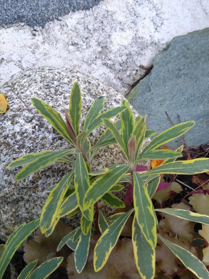 Euphorbia x martinii leaf