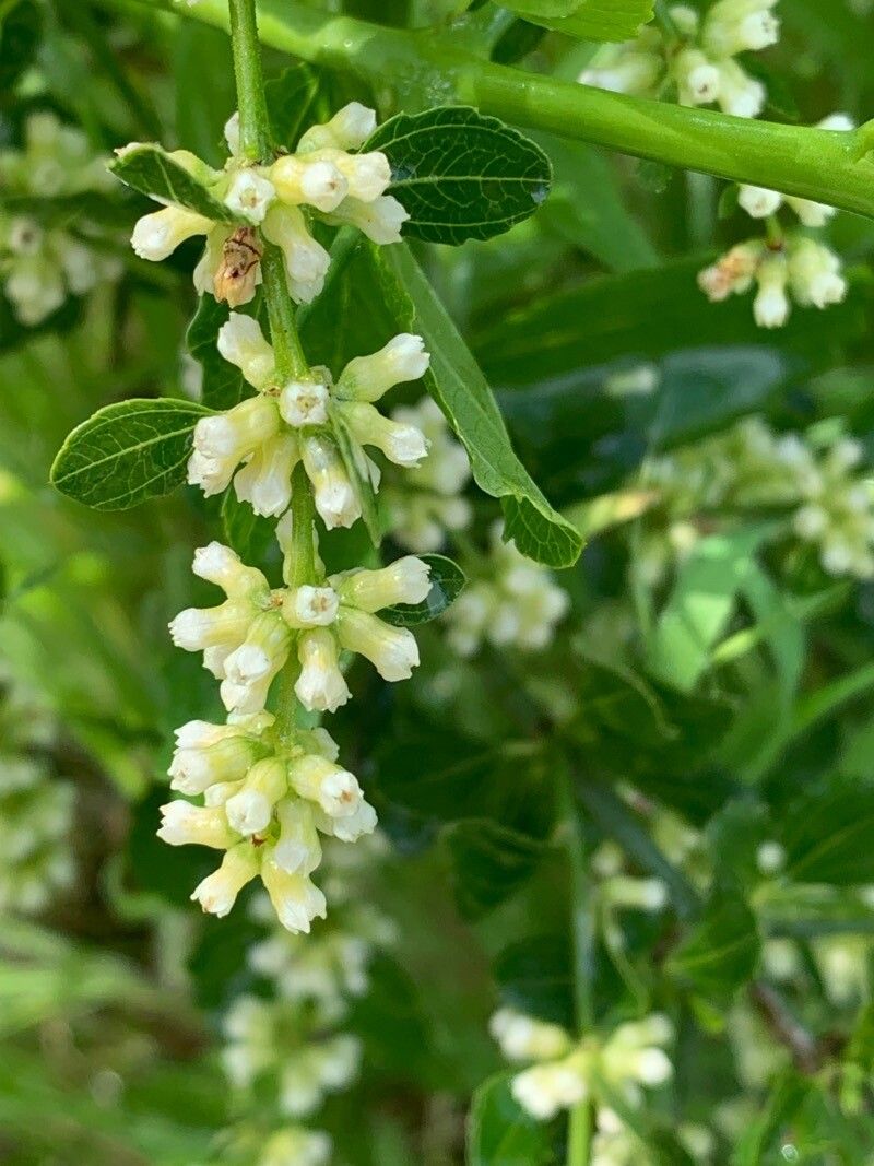 Retanilla trinervia flower