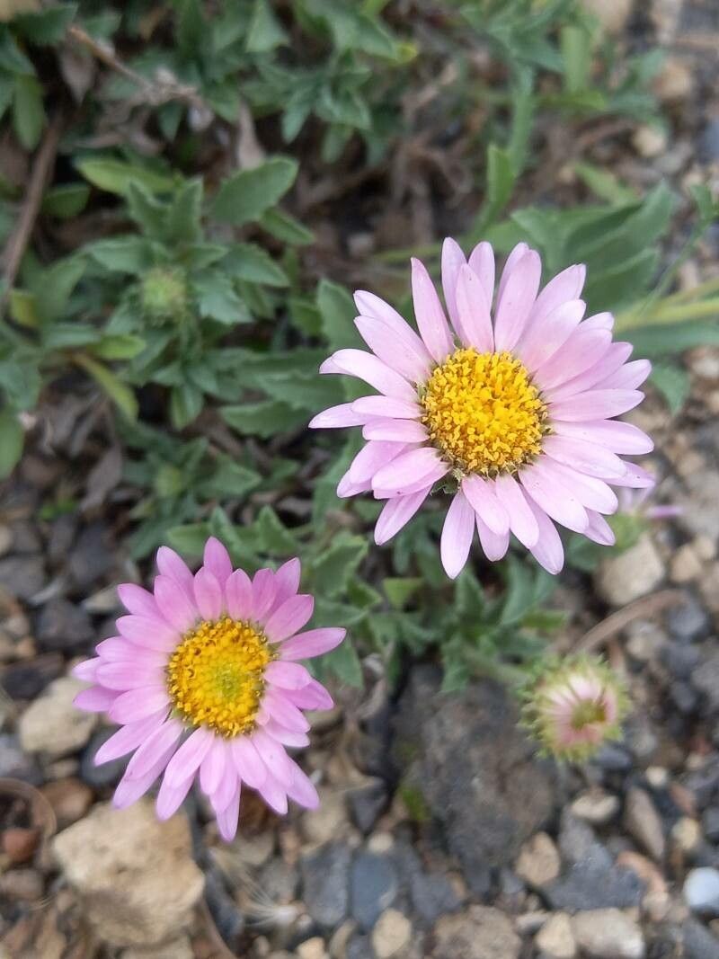 Xanthisma coloradoense flower