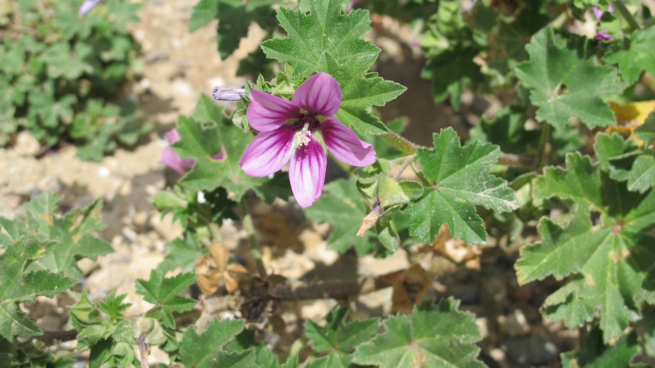 Malva durieui flower