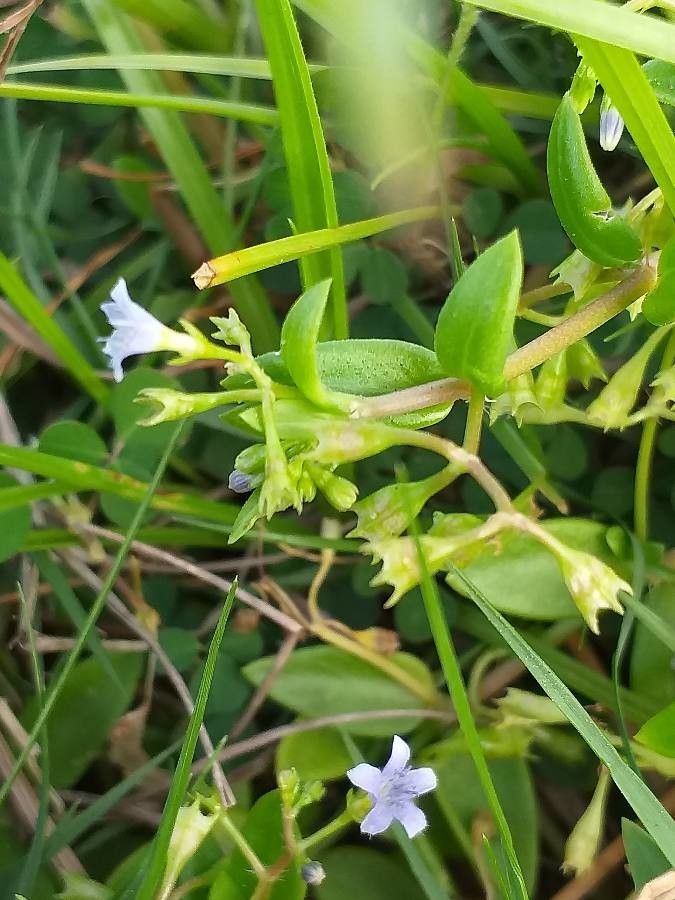 Bacopa monnieri