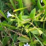 Bacopa monnieri