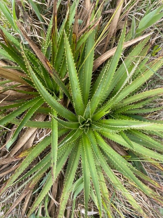 Hechtia epigyna leaf