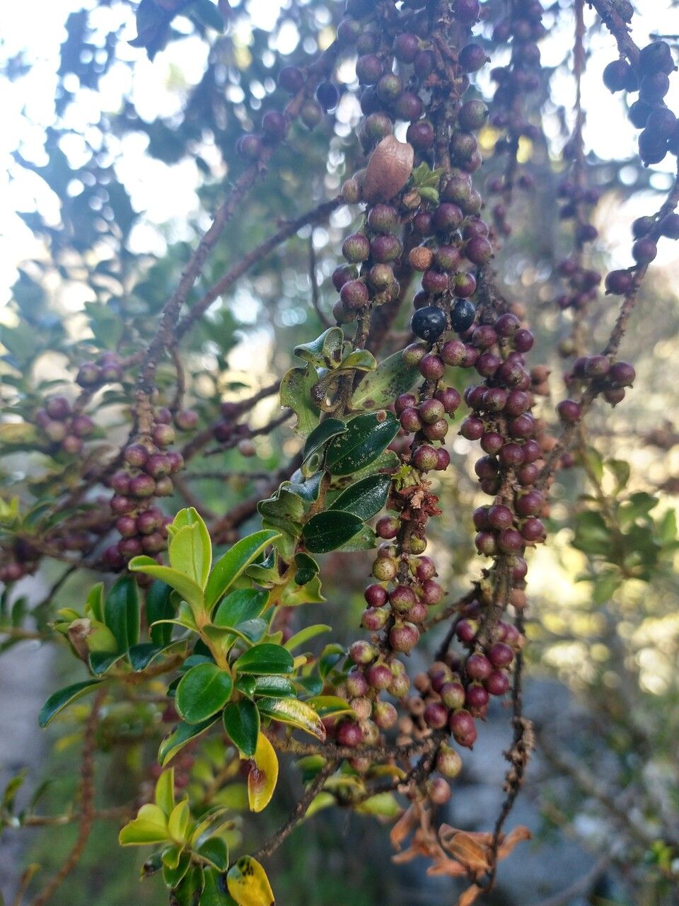 Myrsine dependens — houseplant care guide