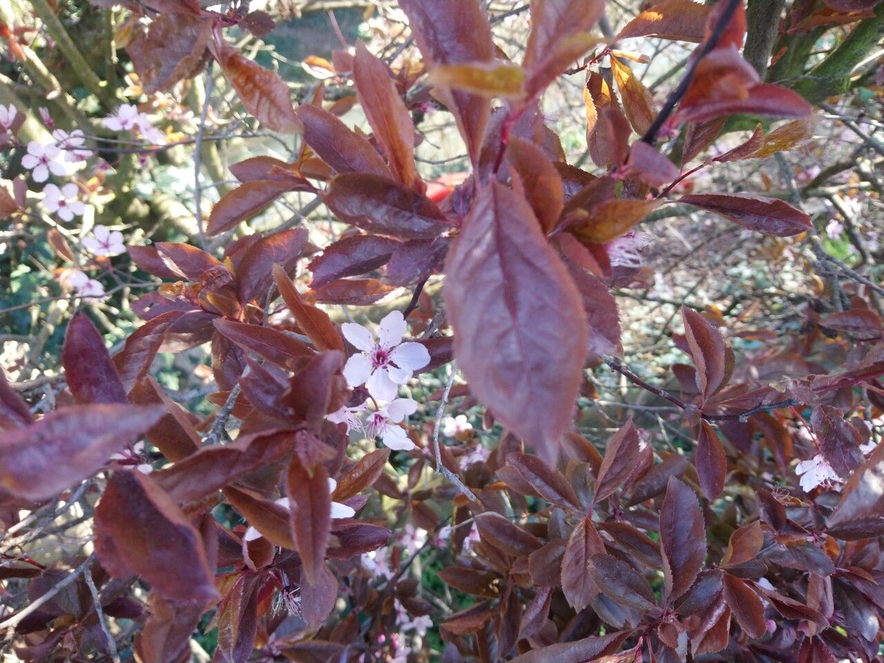 Prunus × cistena — search result for 'Prunus'