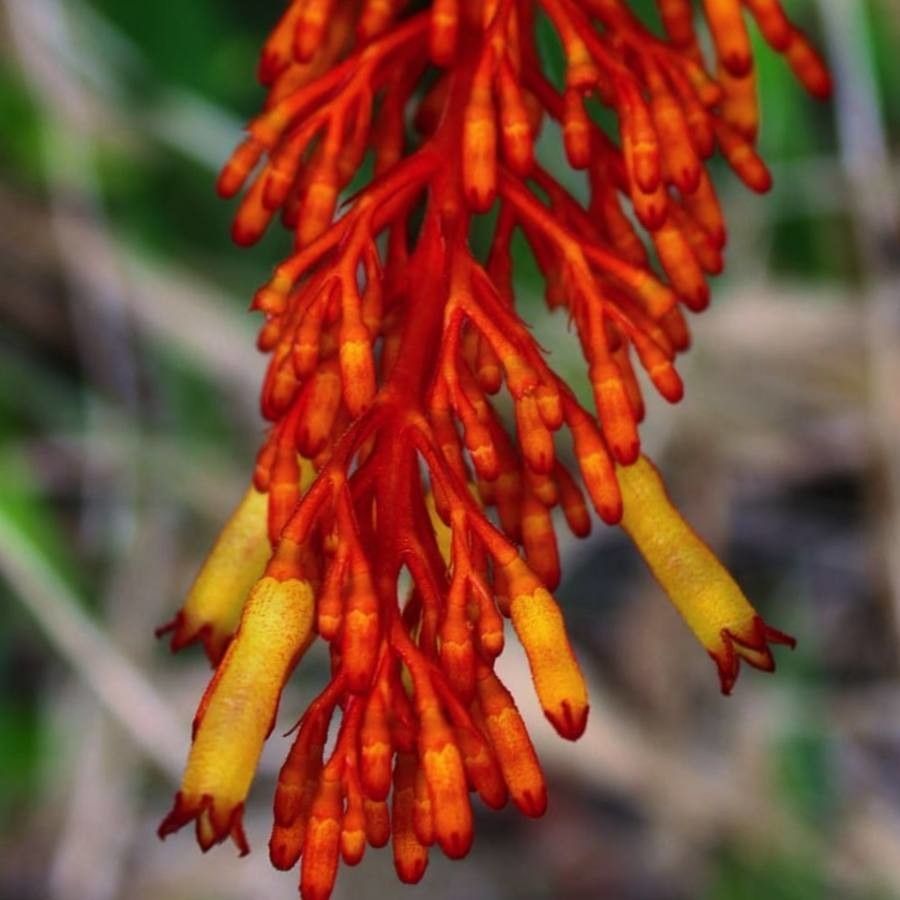 Palicourea triphylla — houseplant care guide