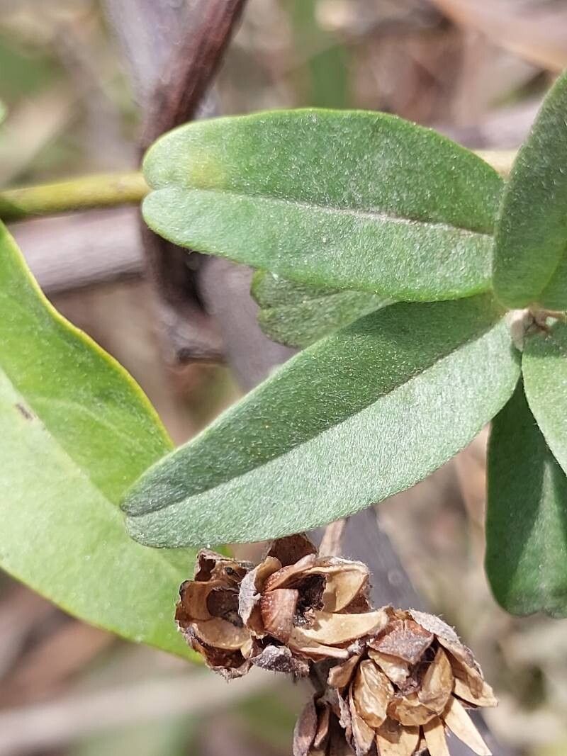 Bonamia spectabilis — houseplant care guide