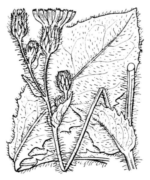 Hieracium compositum other