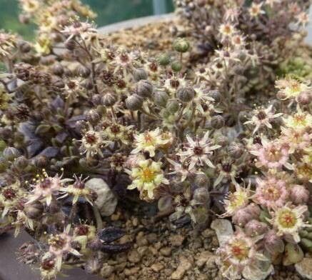 Monanthes icterica — related species from the same genus