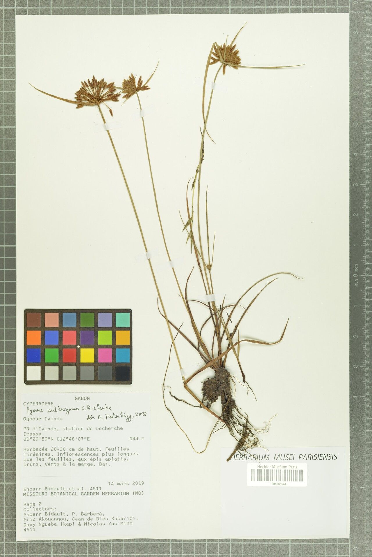 Cyperus subtrigonus — houseplant care guide