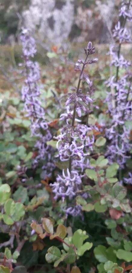 Petromarula pinnata flower