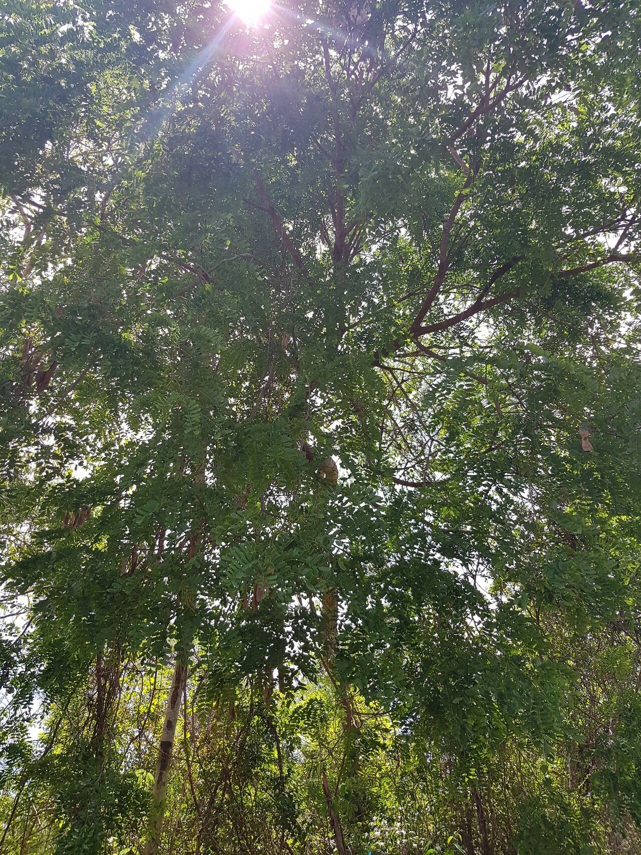 Albizia boivinii habit