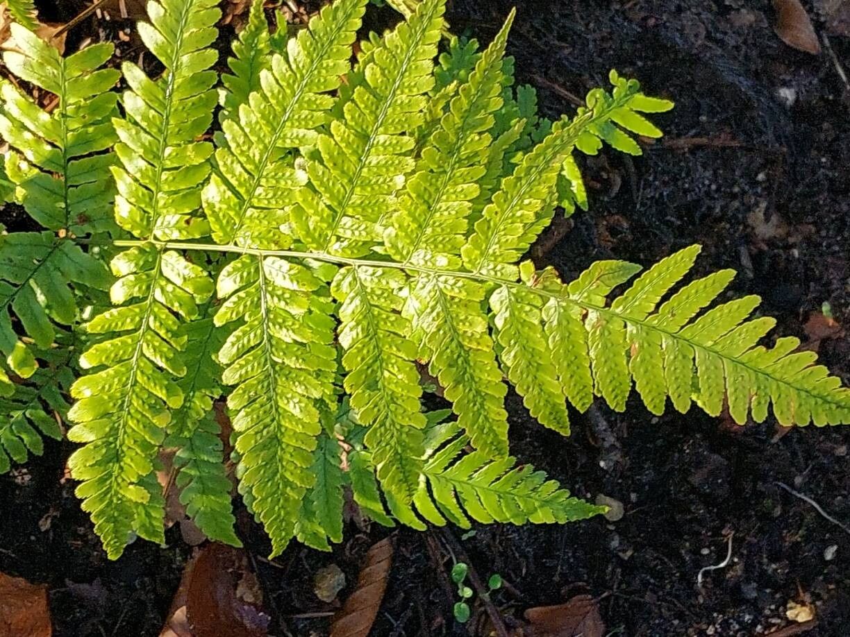 Polystichum tsaratananense — houseplant care guide