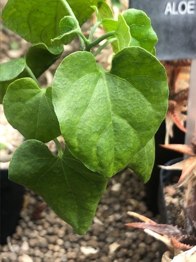 Pyrenacantha malvifolia leaf