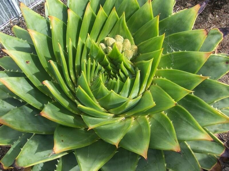 Aloe polyphylla bark