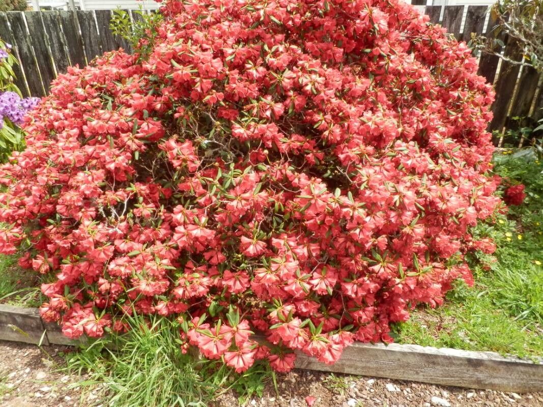 Rhododendron kaempferi flower