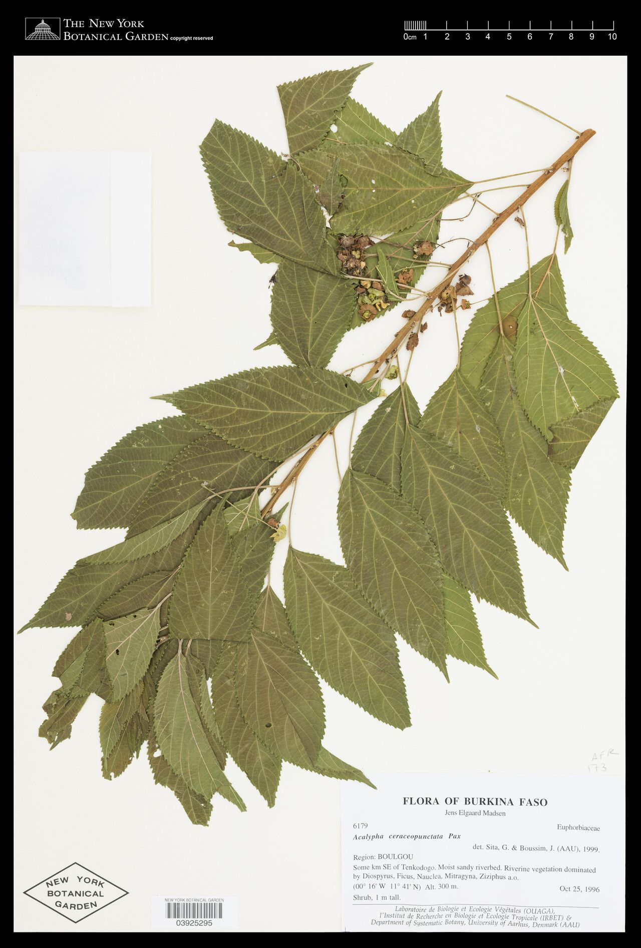 Acalypha ceraceopunctata — houseplant care guide