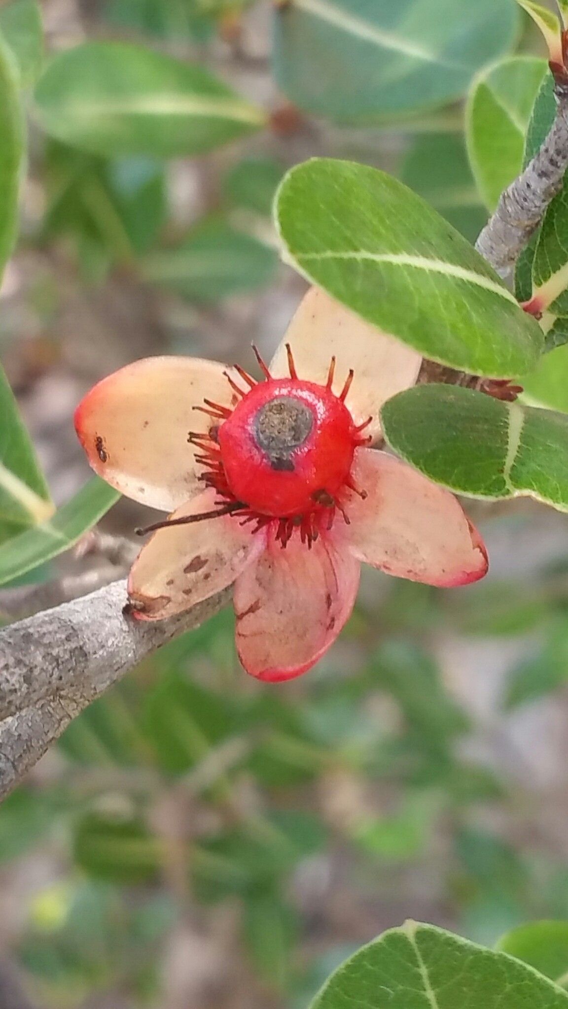 Ochna macrantha — houseplant care guide