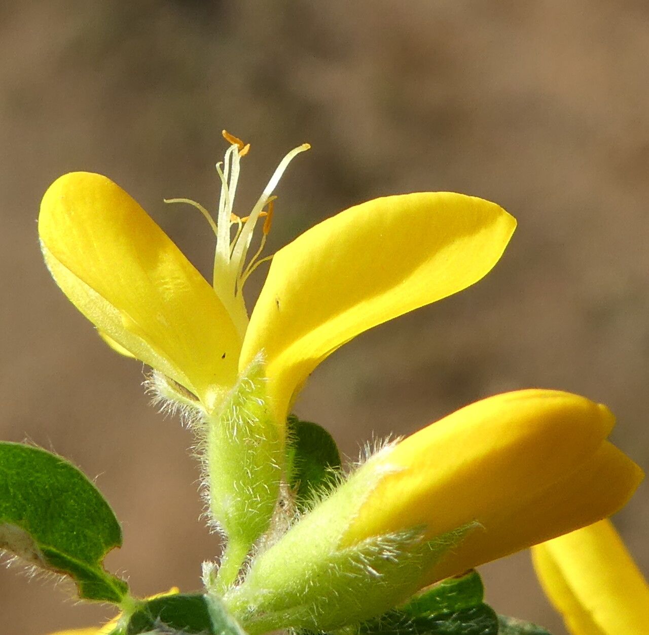 Genista monspessulana flower