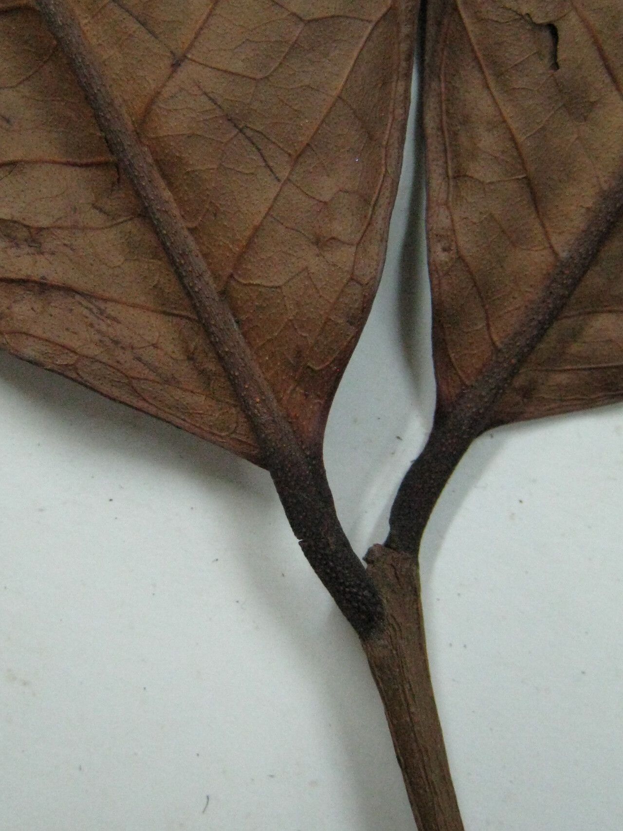 Eugenia latifolia other