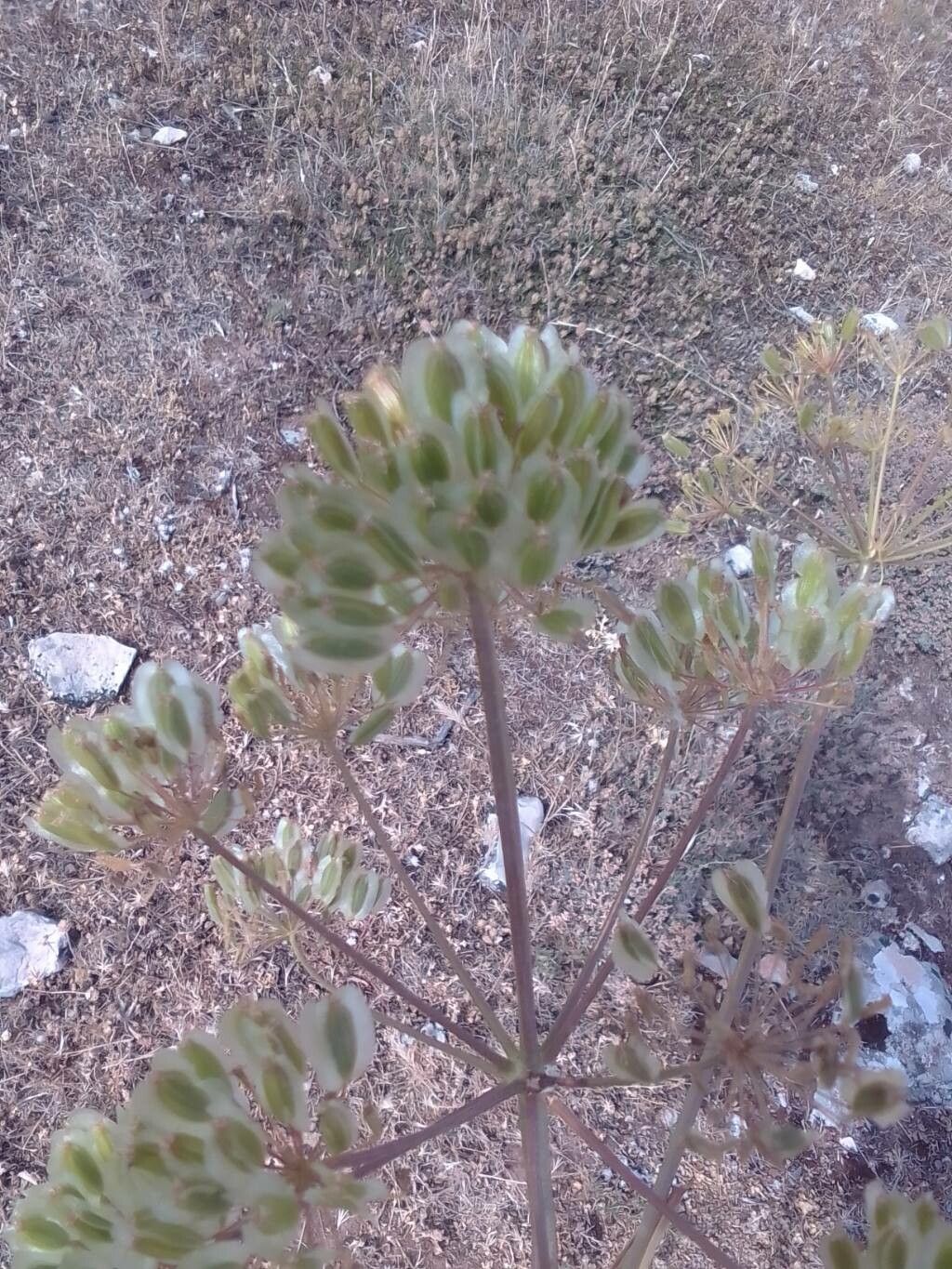 Thapsia garganica leaf