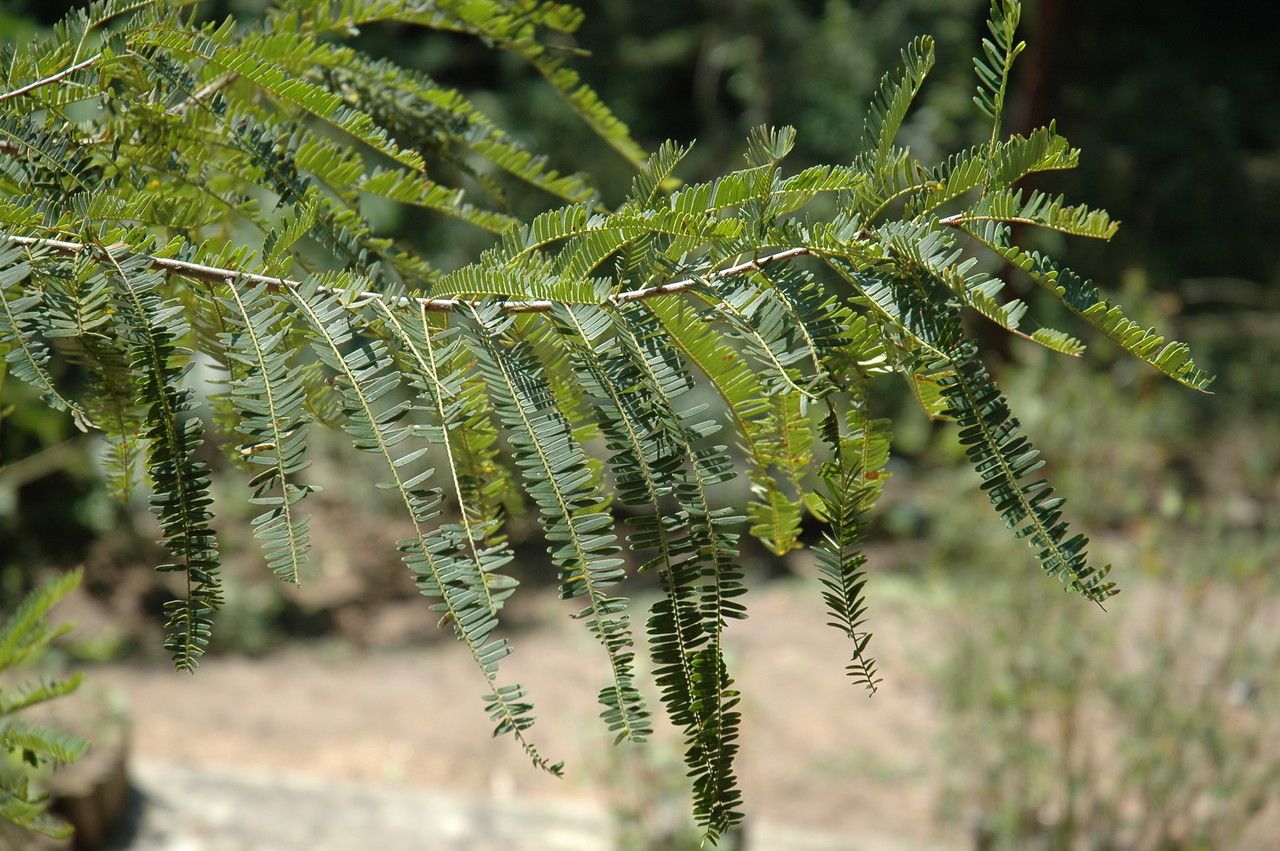 Phyllanthus emblica — search result for 'Phyllanthus'