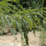 Phyllanthus emblica