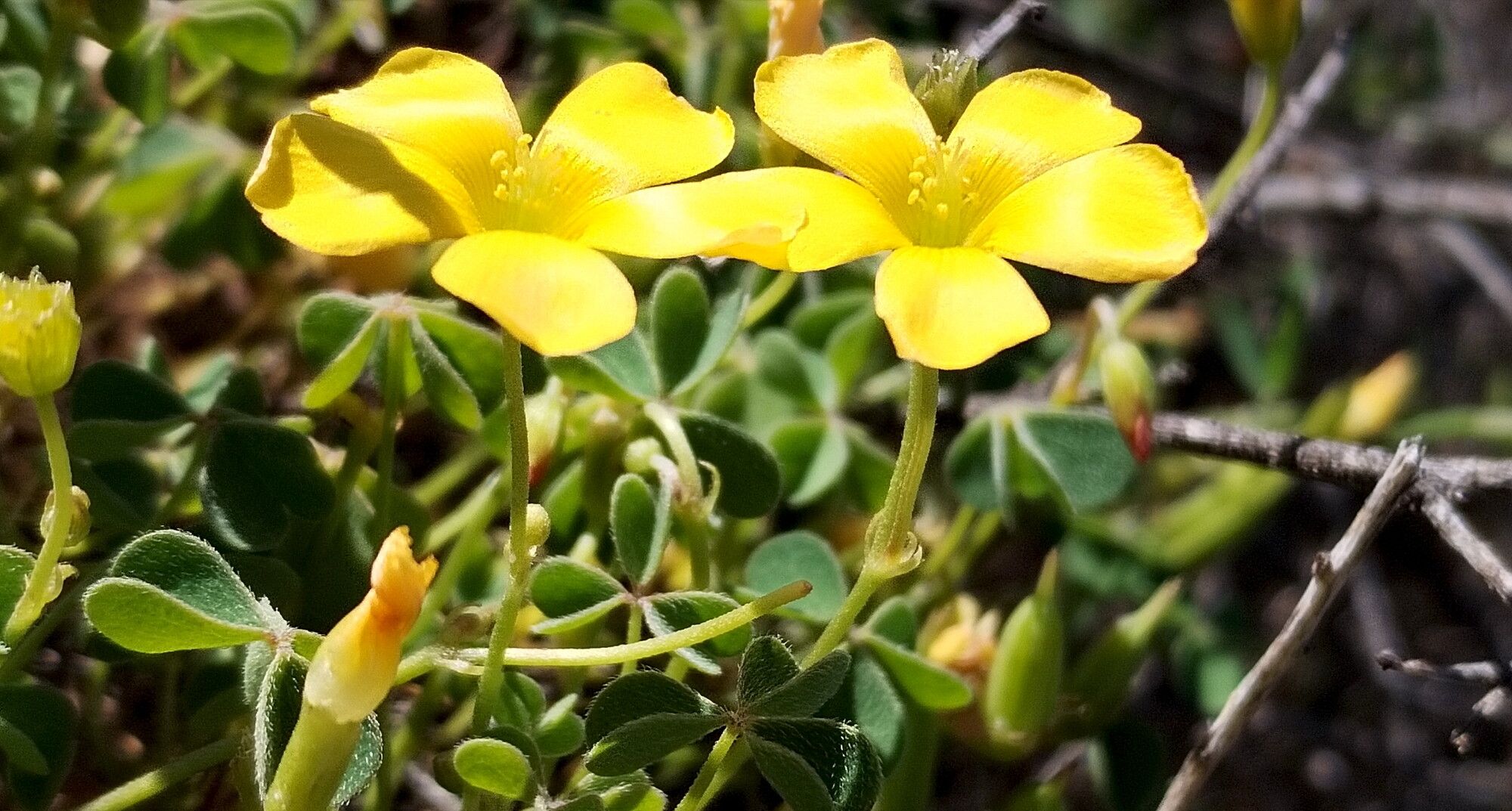 Oxalis californica flower