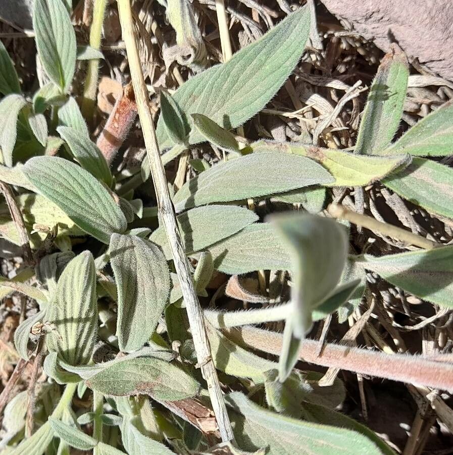 Phacelia secunda leaf