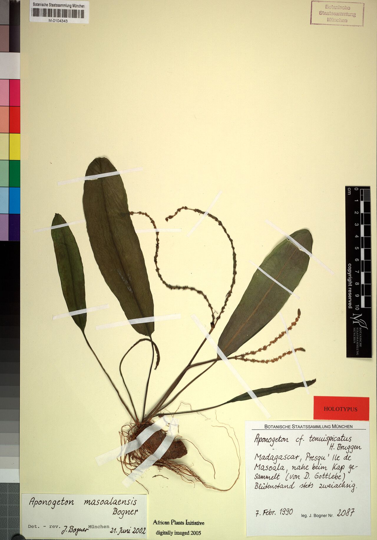 Aponogeton masoalaensis — houseplant care guide