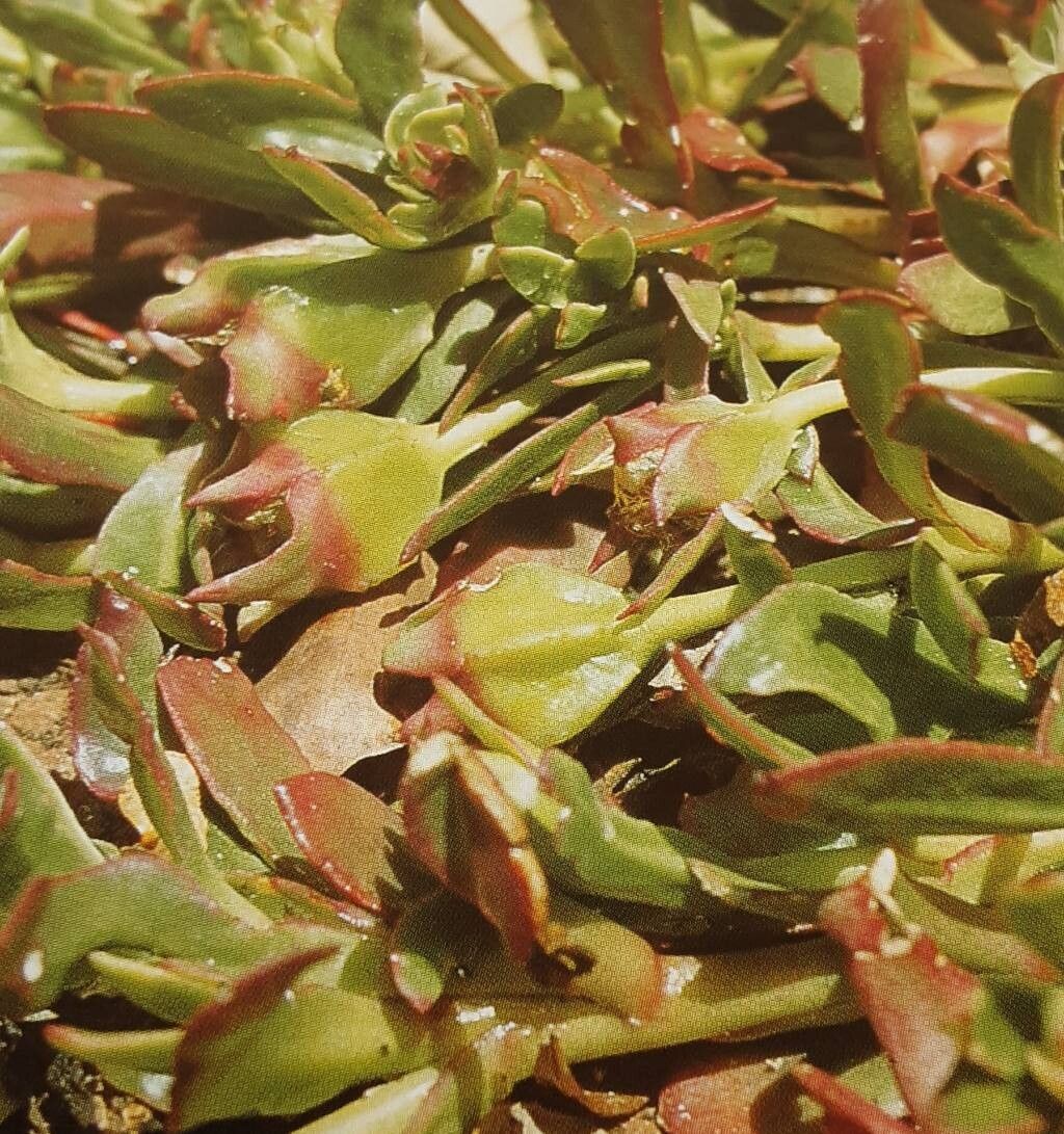 Skiatophytum tripolium — houseplant care guide