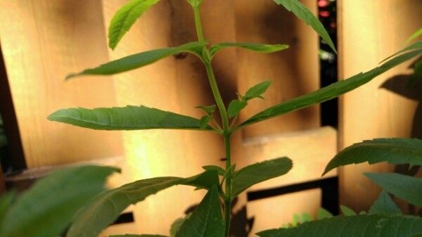 Aloysia triphylla bark