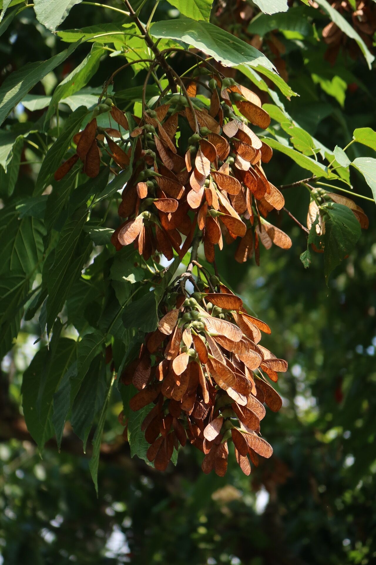Acer thomsonii fruit