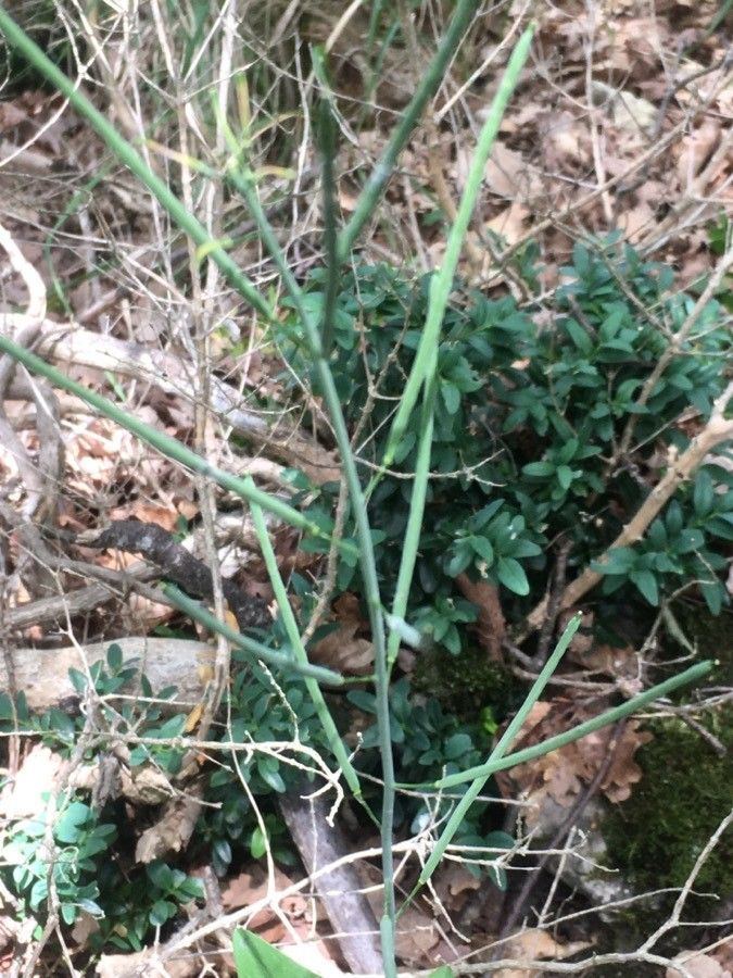 Fourraea alpina fruit