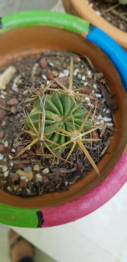 Echinocactus texensis fruit