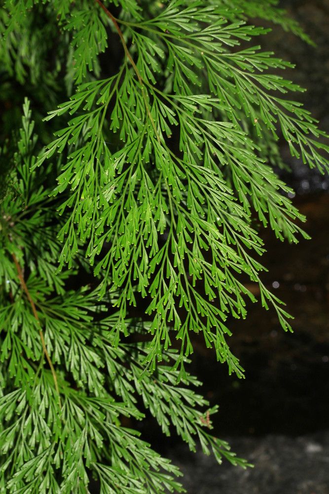 Odontosoria angustifolia leaf
