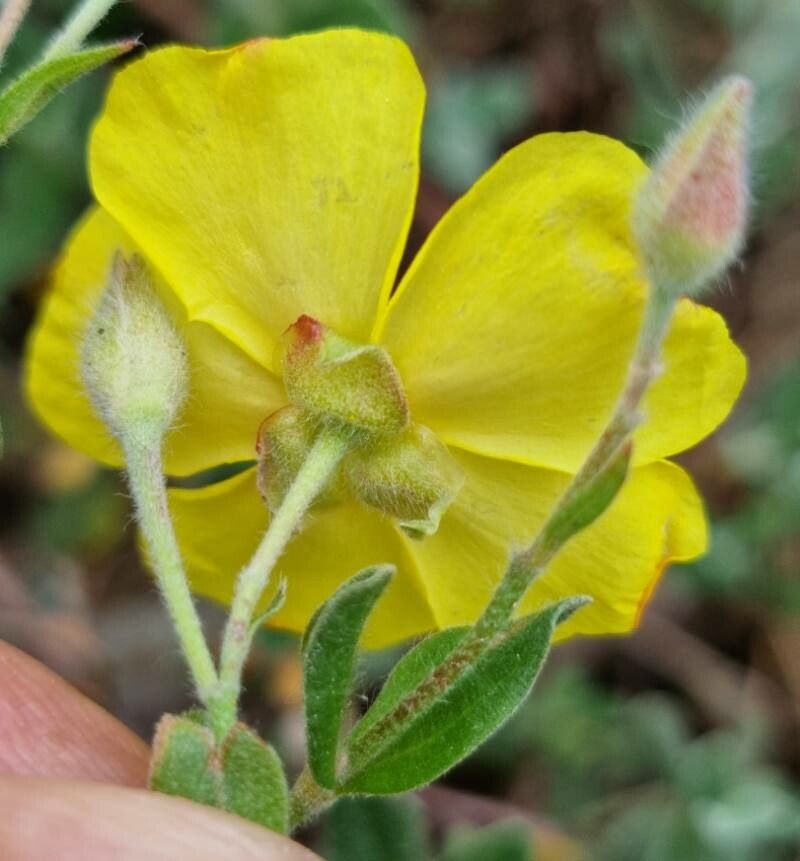 Cistus lasianthus flower