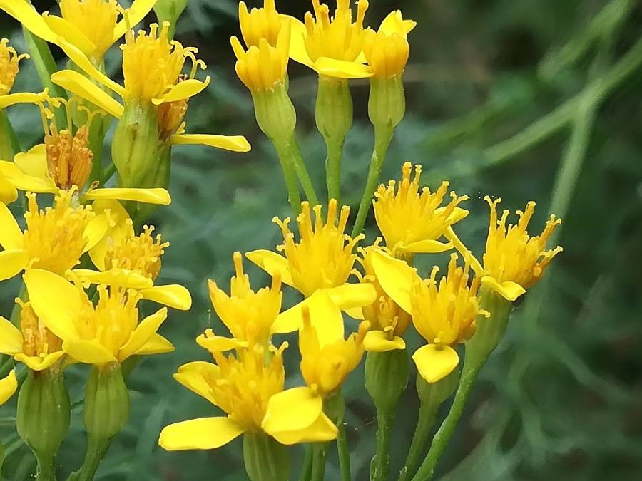 Jacobaea adonidifolia flower