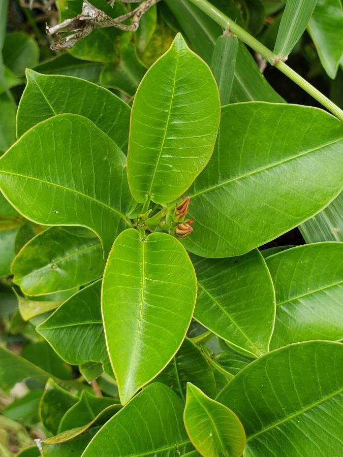 Leonurus quinquelobatus leaf