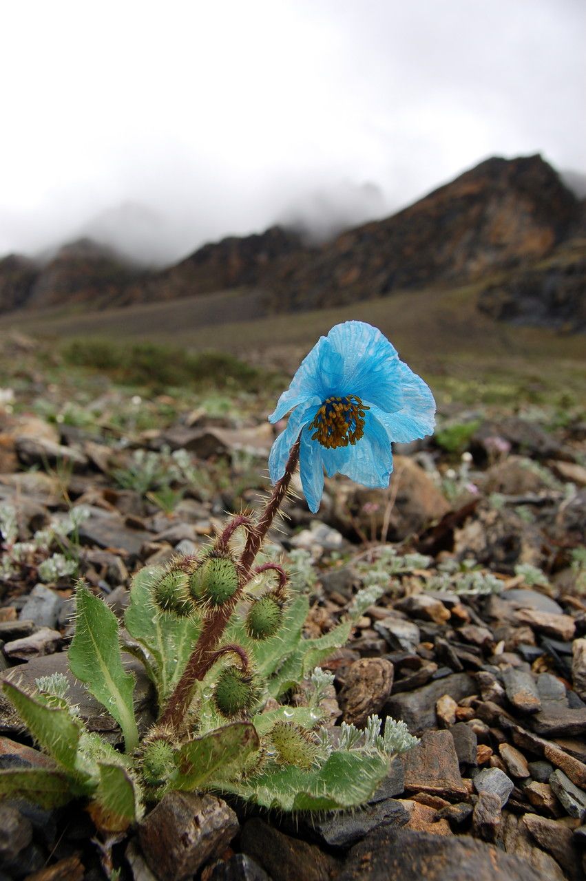 Meconopsis horridula habit