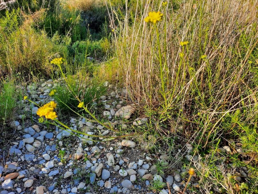 Haplophyllum linifolium habit