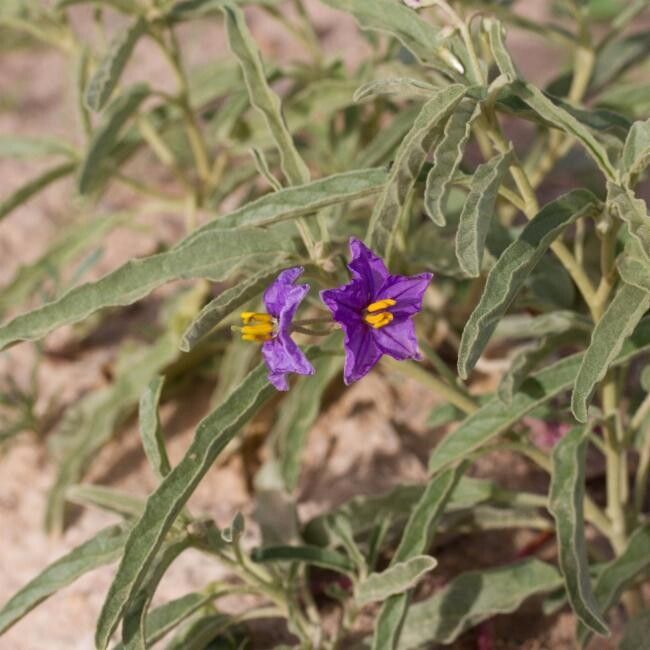 Solanum esuriale — houseplant care guide
