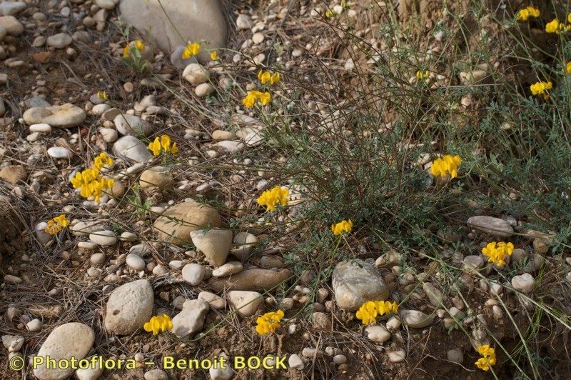 Hippocrepis squamata — search result for 'Hippocrepis'