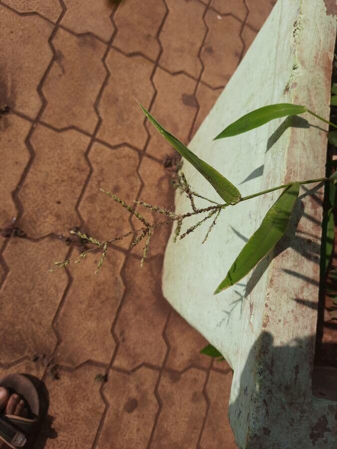 Brachiaria ramosa leaf