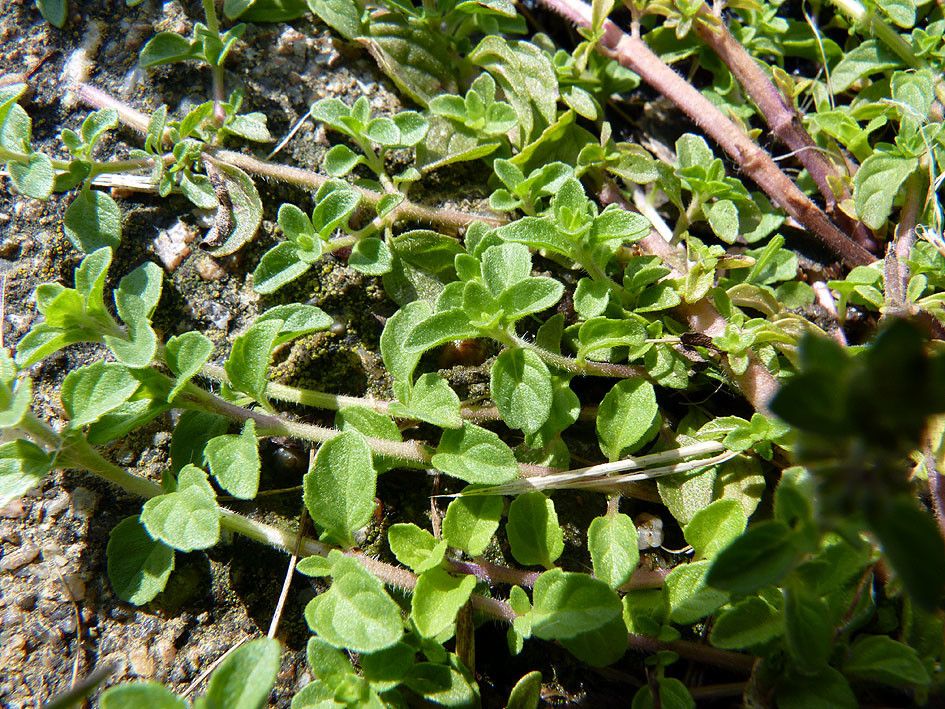 Mentha × verticillata habit